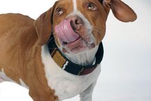 Conheça os cães mais feios do Mundo