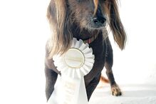 Conheça os cães mais feios do Mundo