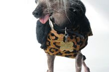 Conheça os cães mais feios do Mundo