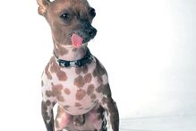 Conheça os cães mais feios do Mundo