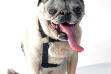 Conheça os cães mais feios do Mundo