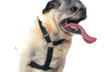 Conheça os cães mais feios do Mundo