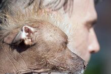 Conheça os cães mais feios do Mundo