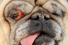 Conheça os cães mais feios do Mundo