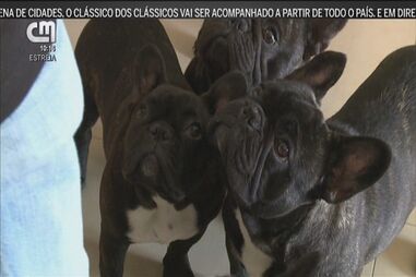 Buldogue francês: bons companheiros por excelência