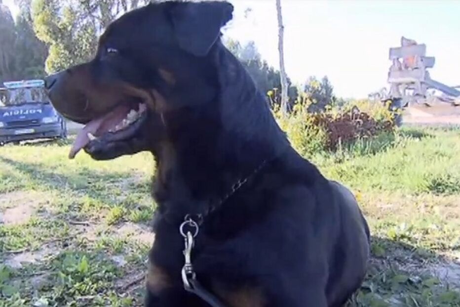 cães perigosos, rottweiller, animais, treino