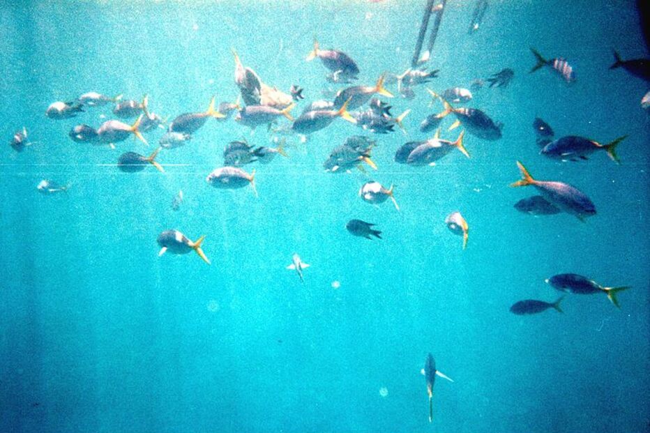 Grande Barreira de Coral, Austrália, ecossistema, ameaça, Património Mundial, UNESCO, portos, cargueiros, dragagem