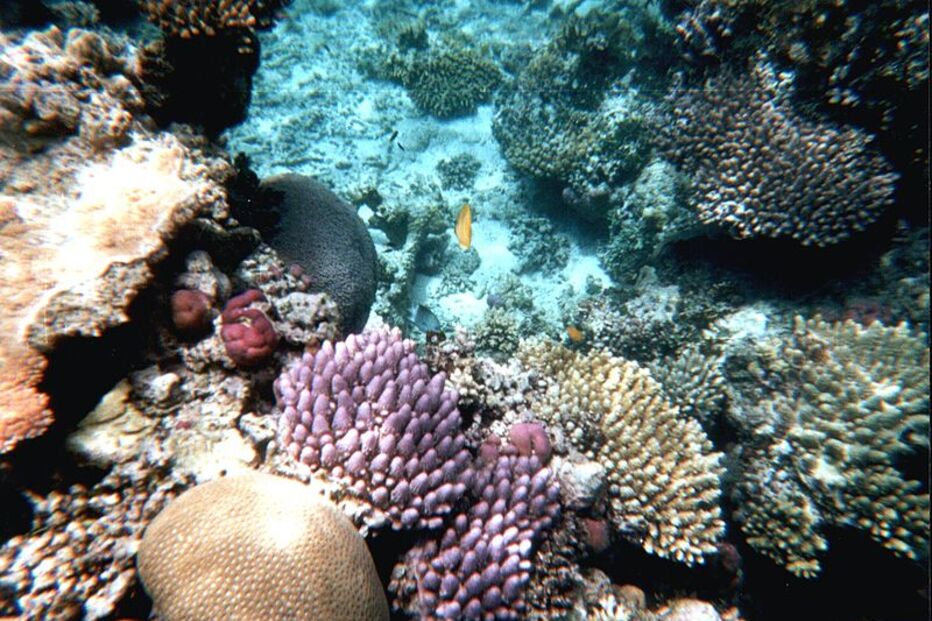 Grande Barreira de Coral, Austrália, ecossistema, ameaça, Património Mundial, UNESCO, portos, cargueiros, dragagem