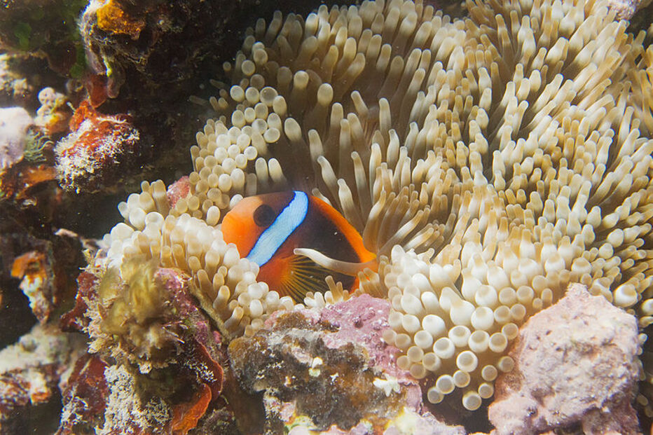 Grande Barreira de Coral, Austrália, ecossistema, ameaça, Património Mundial, UNESCO, portos, cargueiros, dragagem