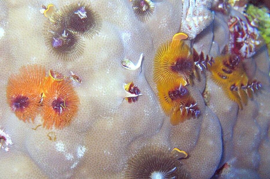 Grande Barreira de Coral, Austrália, ecossistema, ameaça, Património Mundial, UNESCO, portos, cargueiros, dragagem