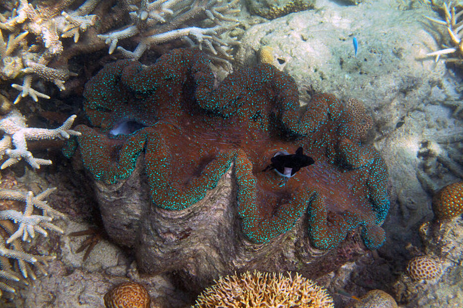 Grande Barreira de Coral, Austrália, ecossistema, ameaça, Património Mundial, UNESCO, portos, cargueiros, dragagem