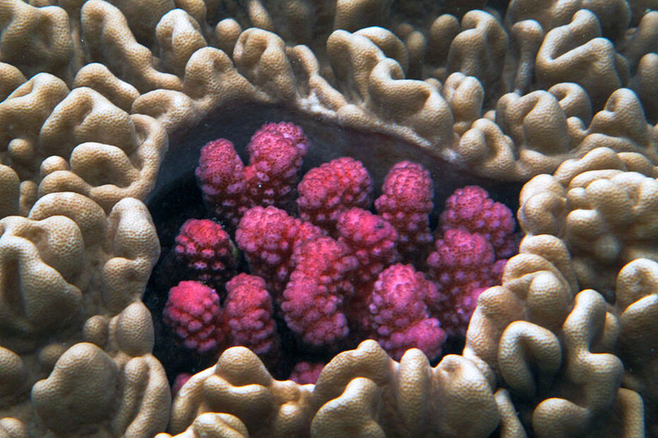 Grande Barreira de Coral, Austrália, ecossistema, ameaça, Património Mundial, UNESCO, portos, cargueiros, dragagem