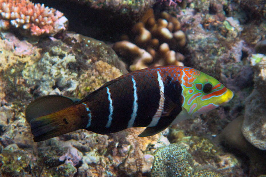 Grande Barreira de Coral, Austrália, ecossistema, ameaça, Património Mundial, UNESCO, portos, cargueiros, dragagem