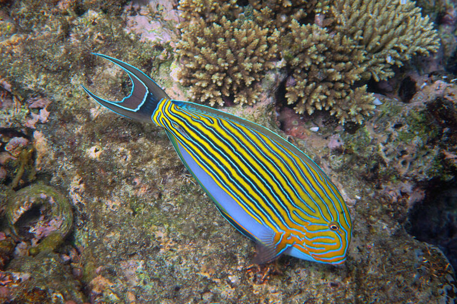 Grande Barreira de Coral, Austrália, ecossistema, ameaça, Património Mundial, UNESCO, portos, cargueiros, dragagem