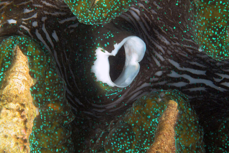 Grande Barreira de Coral, Austrália, ecossistema, ameaça, Património Mundial, UNESCO, portos, cargueiros, dragagem