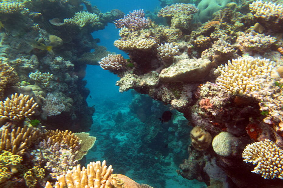 Grande Barreira de Coral, Austrália, ecossistema, ameaça, Património Mundial, UNESCO, portos, cargueiros, dragagem