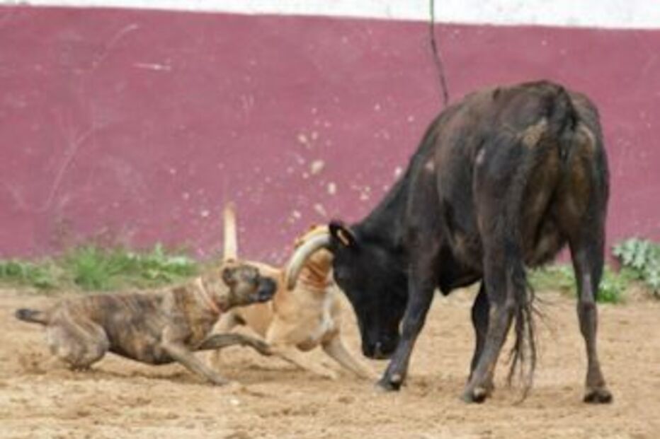 João Moura, Associação Animal, Rita Silva, toureiros, luta de animais, cães, Direção Geral, Alimentação e Veterinária, DGAV, lei, facebook, cavaleiro, matador, tauromaquia, tourear, arte, 