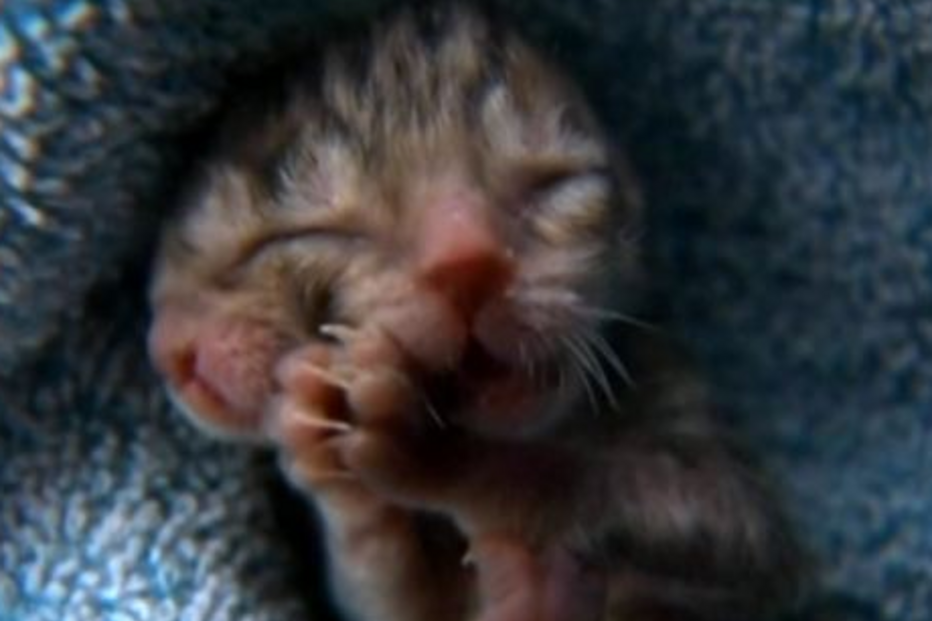 gato, janus, oregon, eua, animais, siameses