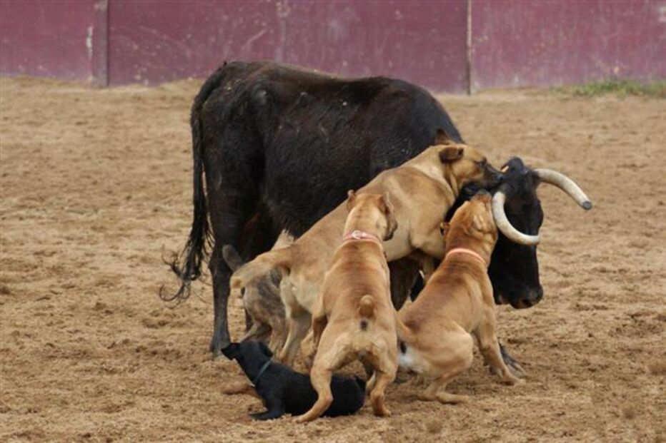 toiros, tourada, cães, animais, violência, vaca, joão moura jr.