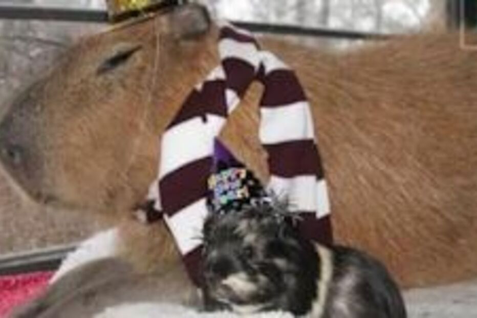 roedor, gigante, rato, animais domésticos, capivara, EUA