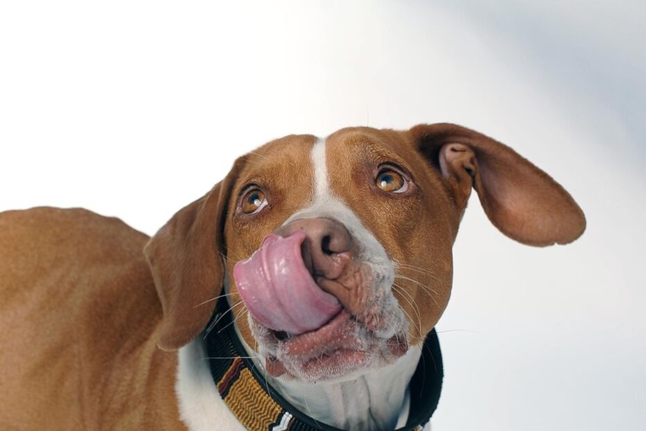 Conheça os cães mais feios do Mundo