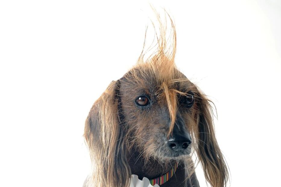Conheça os cães mais feios do Mundo