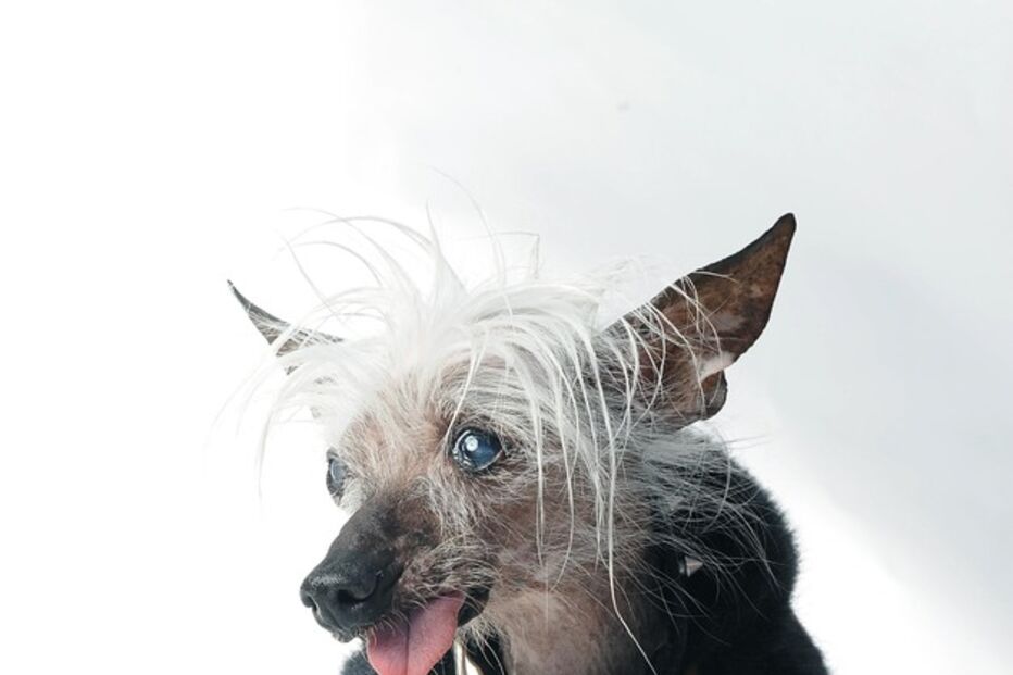 Conheça os cães mais feios do Mundo