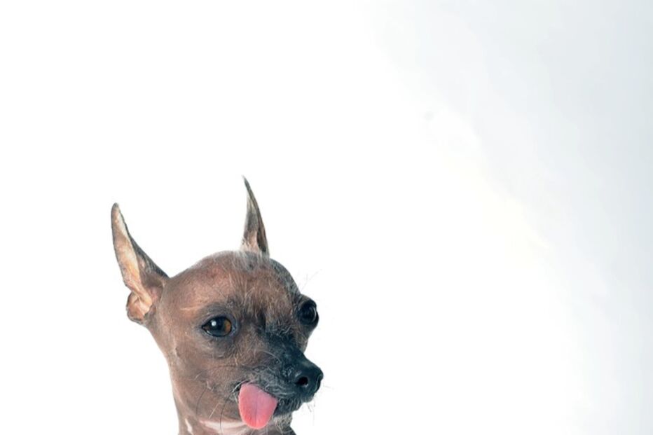 Conheça os cães mais feios do Mundo