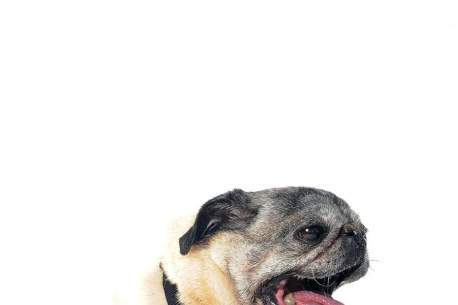 Conheça os cães mais feios do Mundo