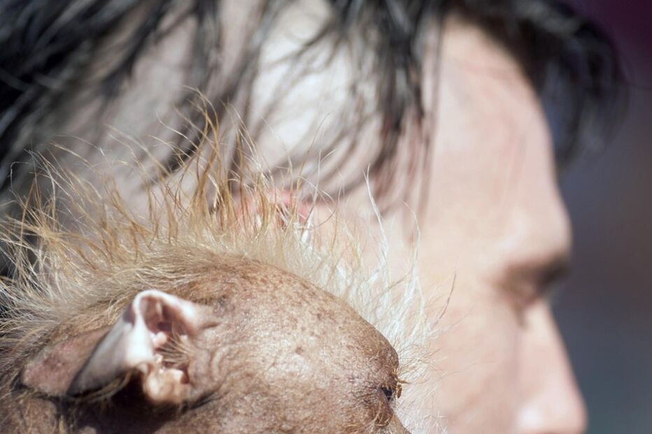 Conheça os cães mais feios do Mundo