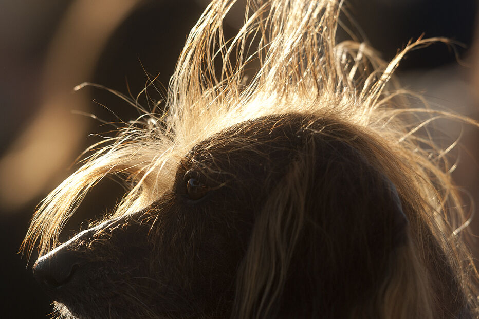 Conheça os cães mais feios do Mundo