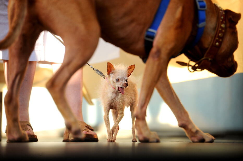 Conheça os cães mais feios do Mundo