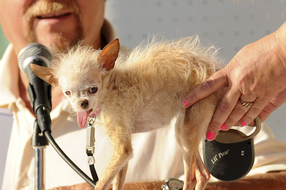 Conheça os cães mais feios do Mundo