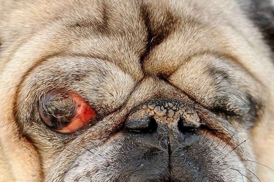 Conheça os cães mais feios do Mundo
