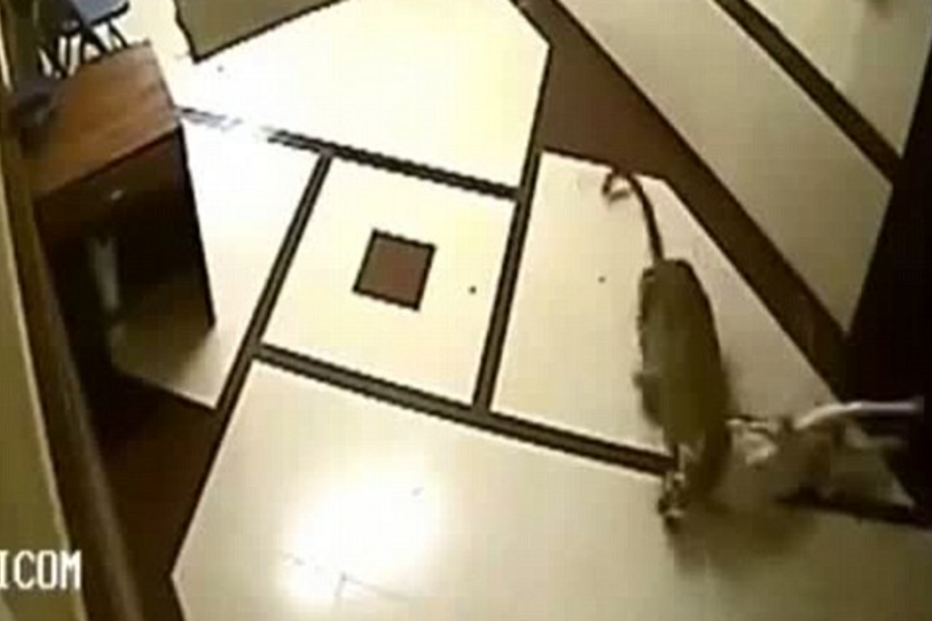 leopardo, felinos, cão, animais, ataque, mumbai, índia