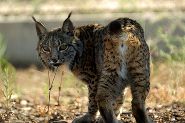 Lince-ibérico