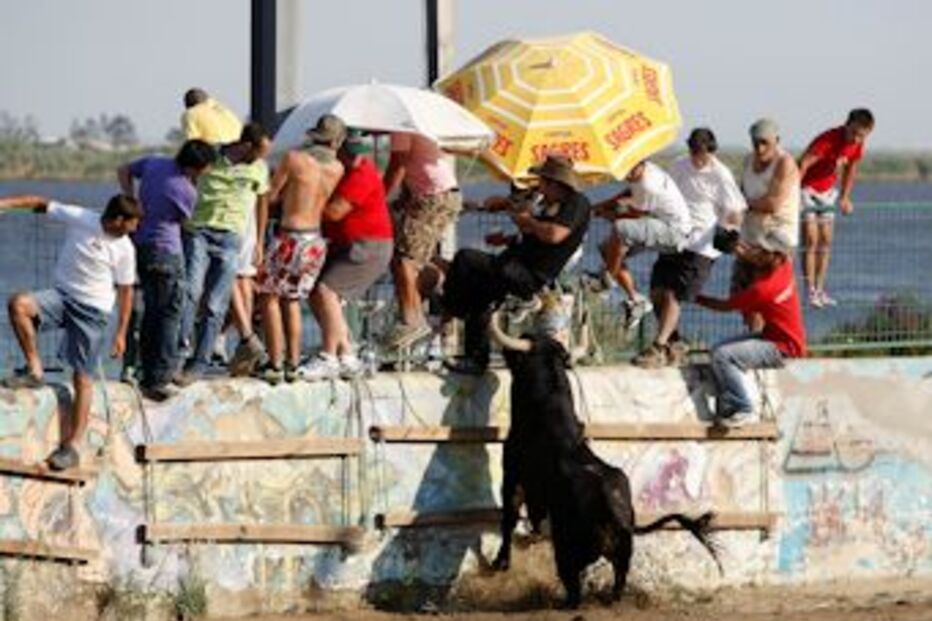 colete encarnado, vila franca de xira, fernando rocha, humorista, touro, colhido
