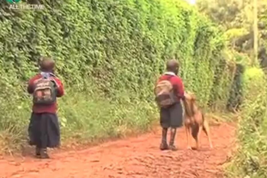 adoptivas, crianças, cão, quénia, escola 