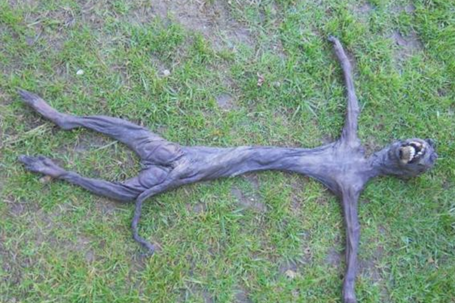 babuíno, extraterrestre, alien, animais, cadáver, mistério, áfrica do sul