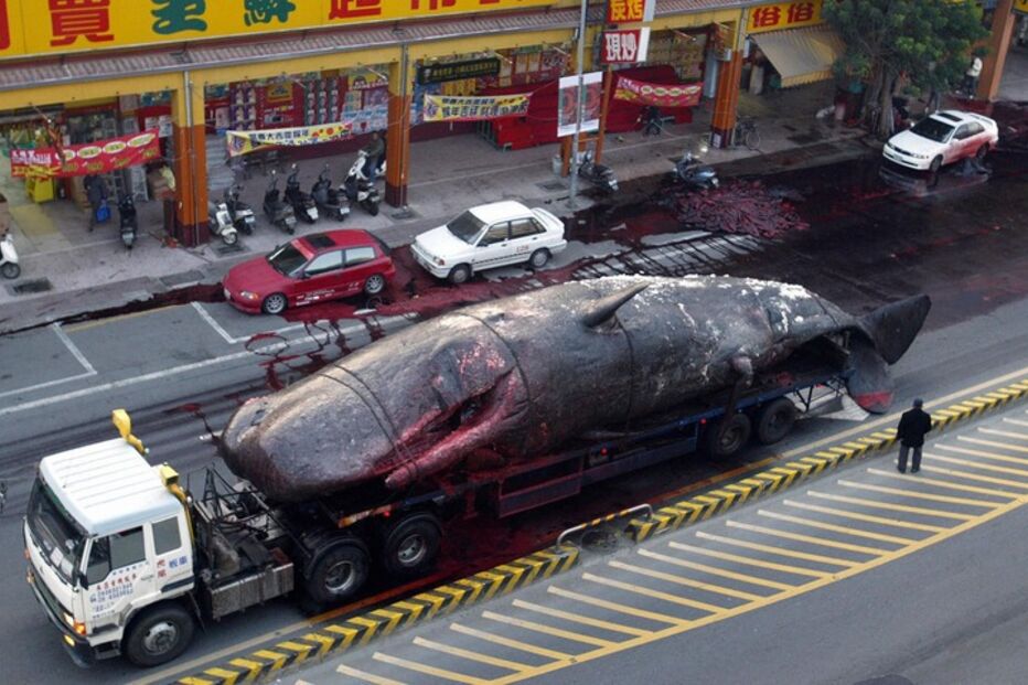 Fenómenos naturais, pragas, tornados, chuvas, insectos, pássaros, anfíbios, baleia