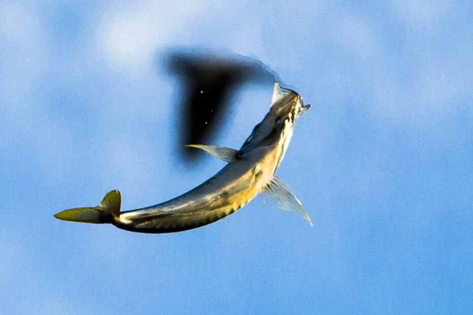 Fenómenos naturais, pragas, tornados, chuvas, insectos, pássaros, anfíbios, baleia