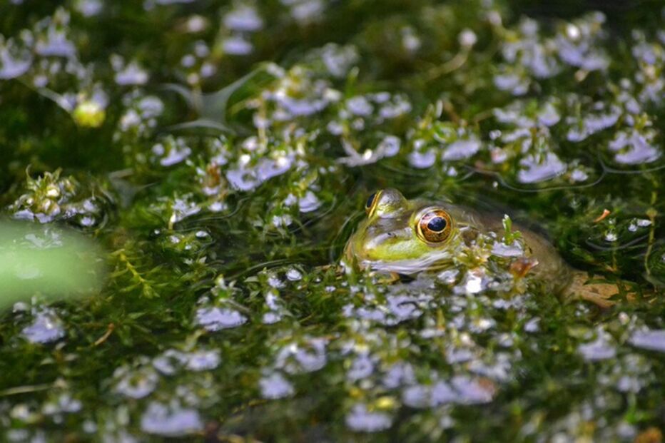 Fenómenos naturais, pragas, tornados, chuvas, insectos, pássaros, anfíbios, baleia