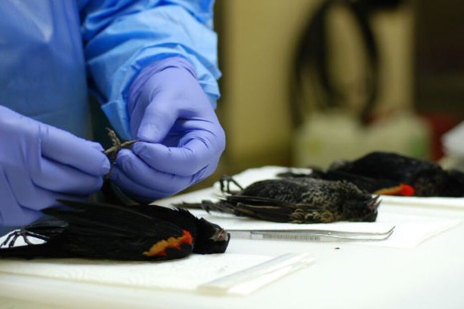 Fenómenos naturais, pragas, tornados, chuvas, insectos, pássaros, anfíbios, baleia