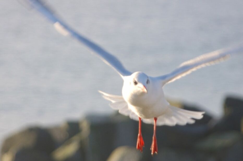 Fenómenos naturais, pragas, tornados, chuvas, insectos, pássaros, anfíbios, baleia