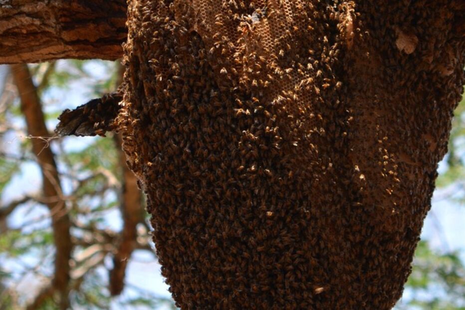 Fenómenos naturais, pragas, tornados, chuvas, insectos, pássaros, anfíbios, baleia