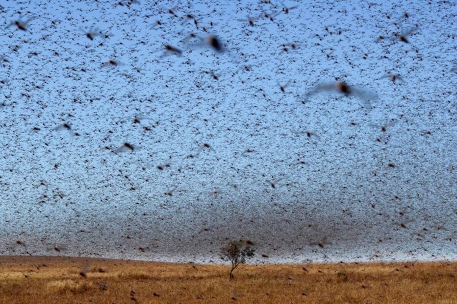 Fenómenos naturais, pragas, tornados, chuvas, insectos, pássaros, anfíbios, baleia