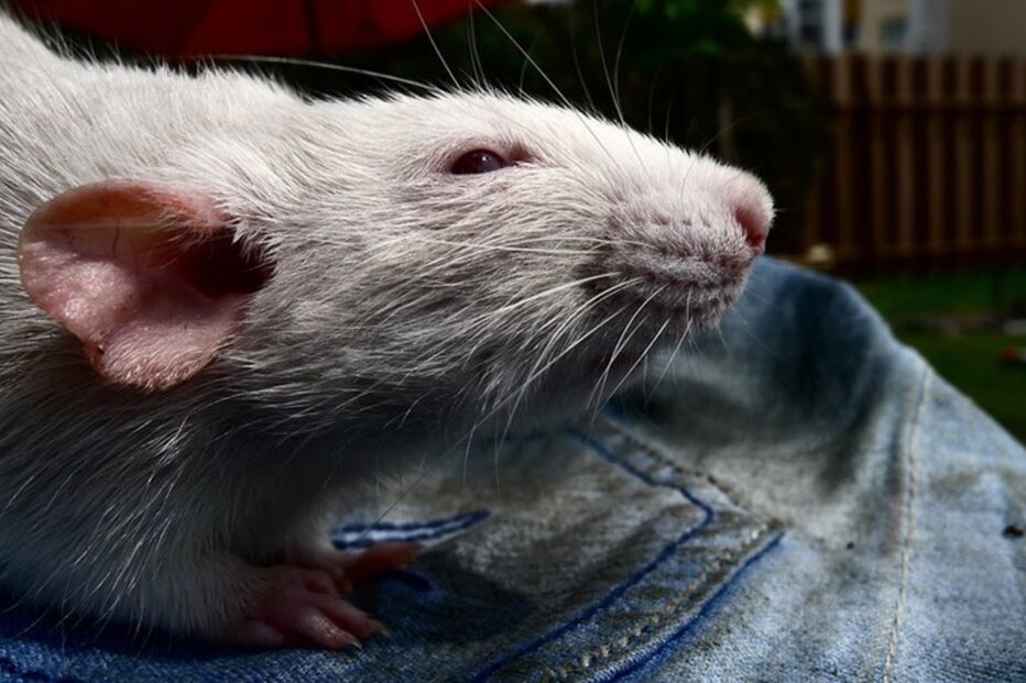 Fenómenos naturais, pragas, tornados, chuvas, insectos, pássaros, anfíbios, baleia