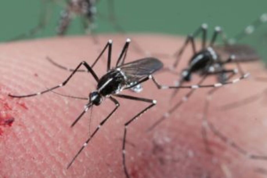 mosquitos, repelente, combate, prevenção, mão natureza