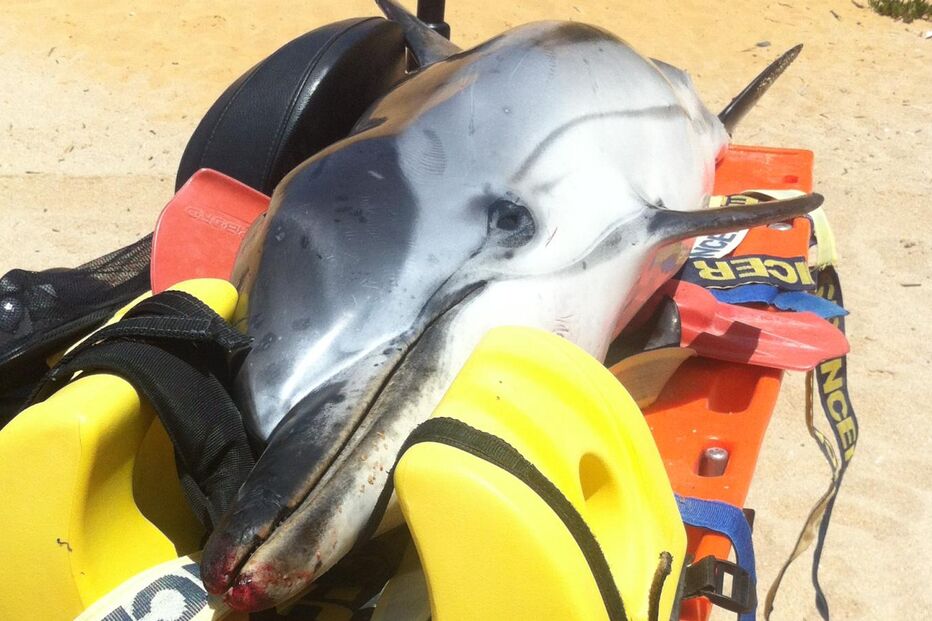 sociedade, golfinho, ambiente, costa