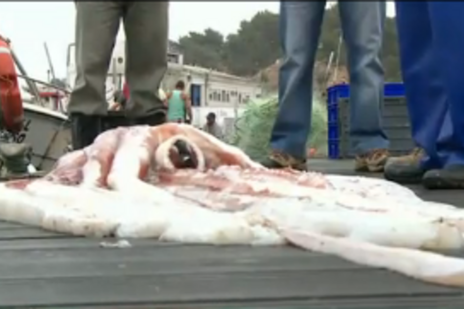 molusco, lula, lula gigante, sesimbra, pescador, pesca